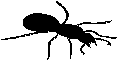 liten myra